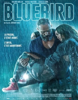 Bluebird streaming